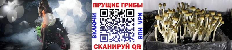 Псилоцибиновые грибы прущие грибы  гидра вход  Холм 